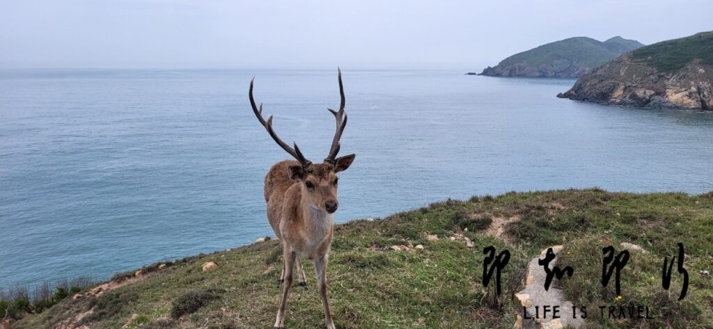 大坵梅花鹿1@即知即行網